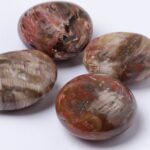 Petrified Wood Palm Stones