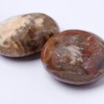 Petrified Wood Palm Stones